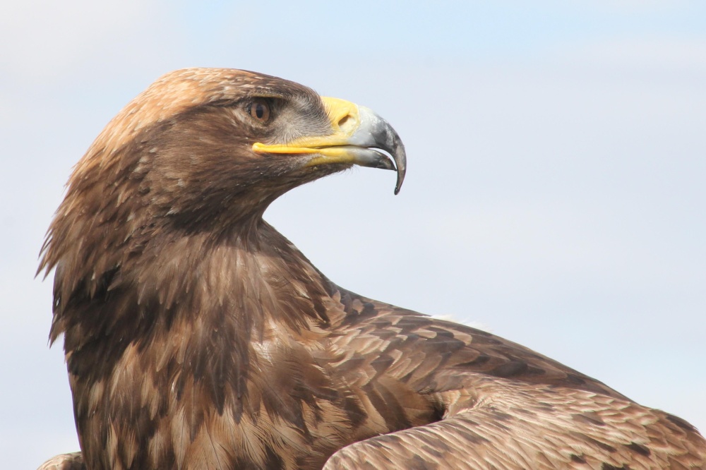 Photograph of Eagle, woodside 2