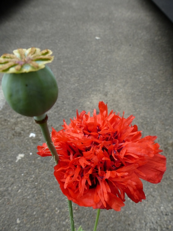 Poppy in a Car Park.