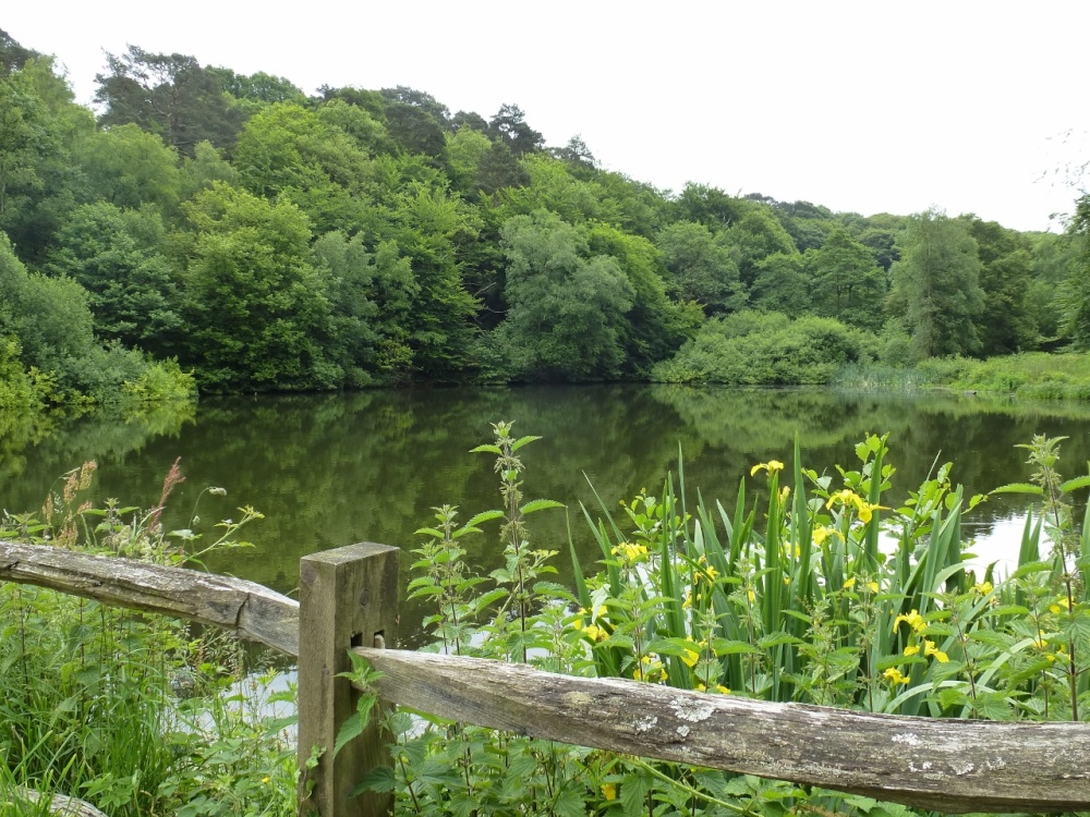 Friday Street Pond 2