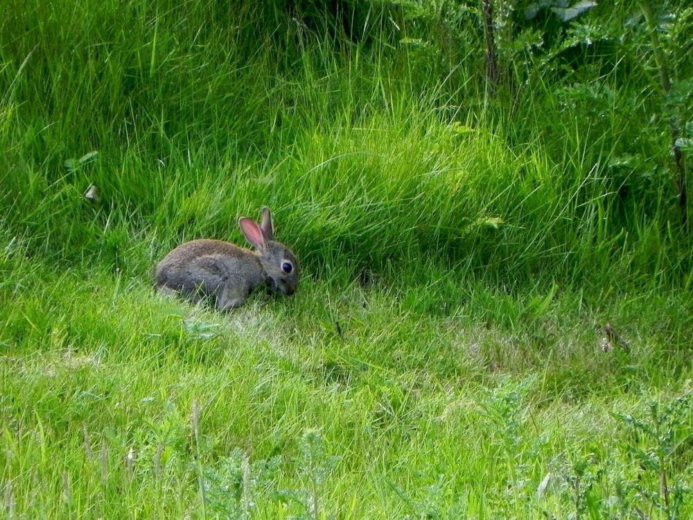 Wild Rabbit