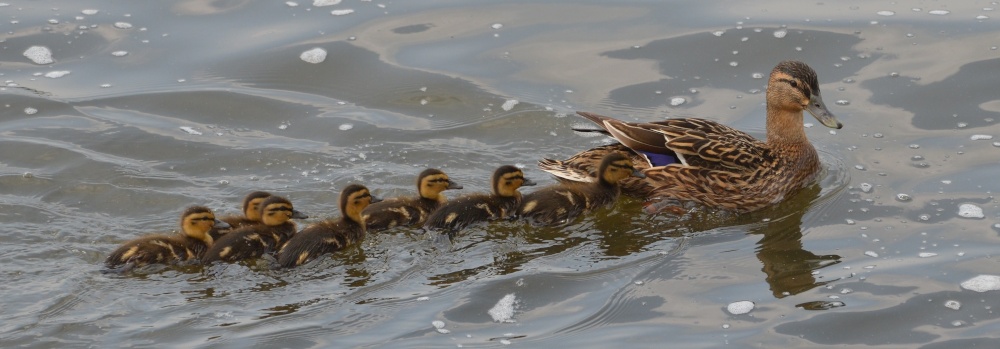 Photograph of Following mum