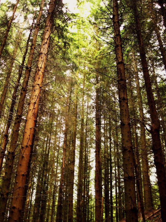 Woodchester Pine trees