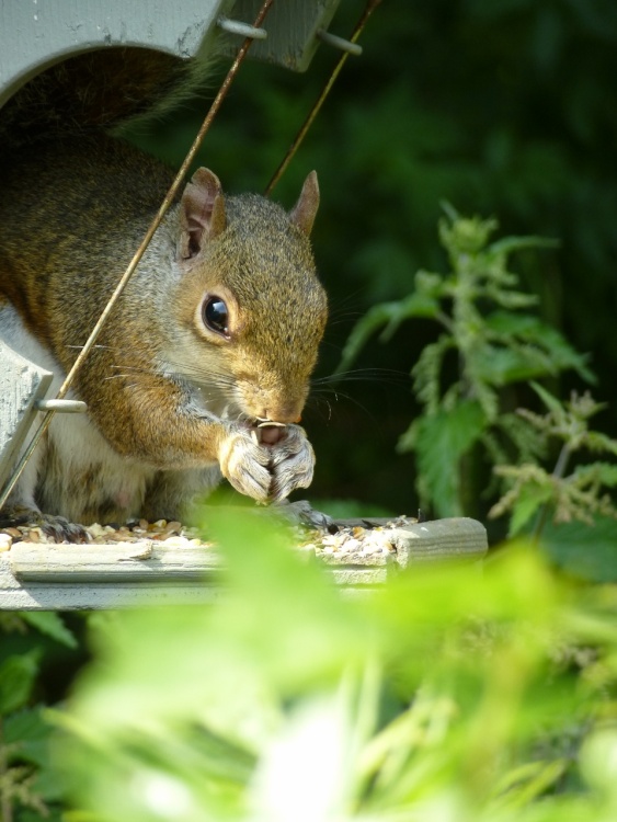 The Texting Squirrel.