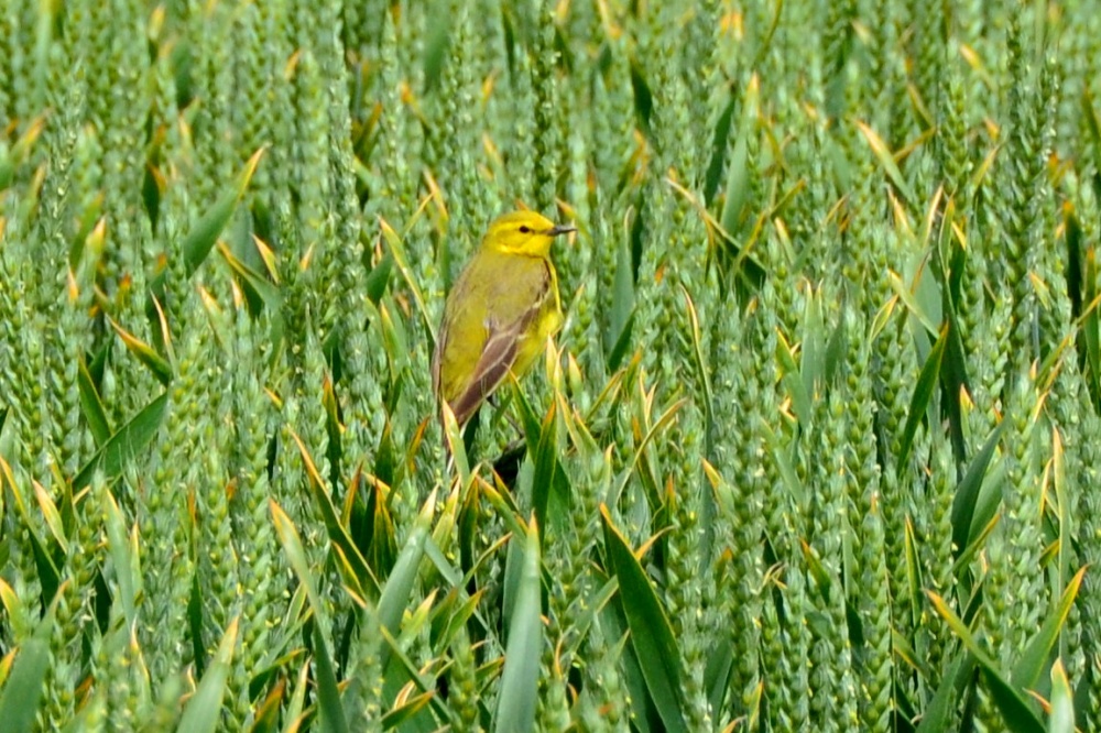Yellow Wagtail