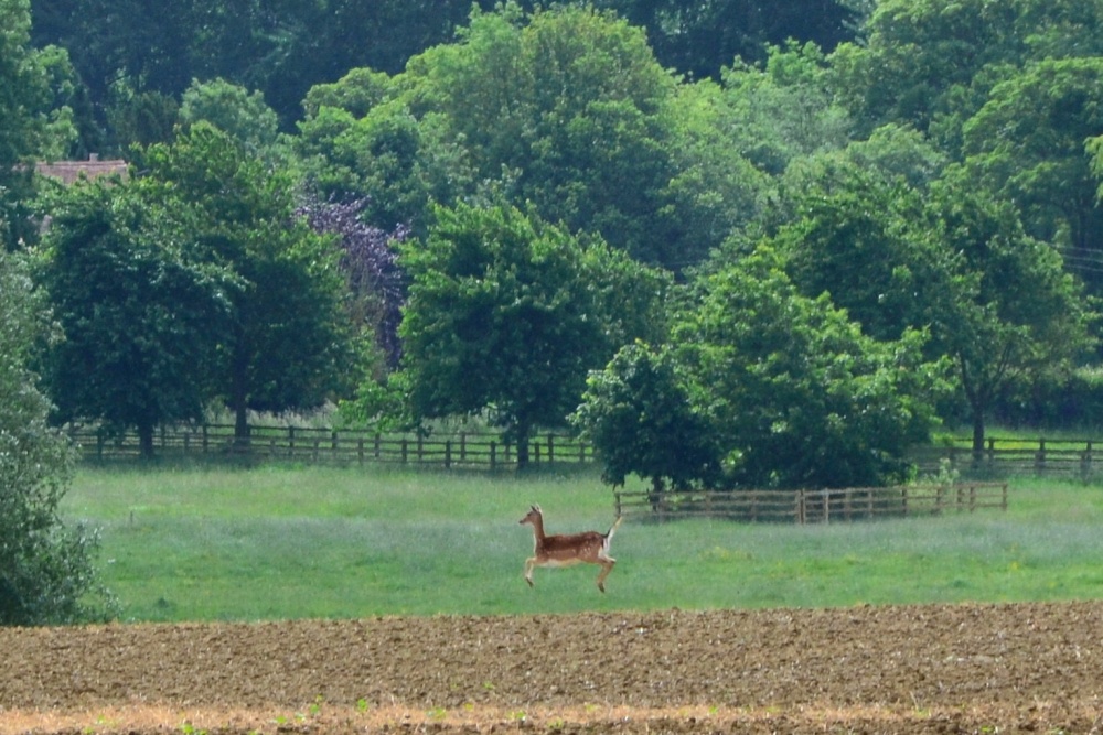 Fallow deer