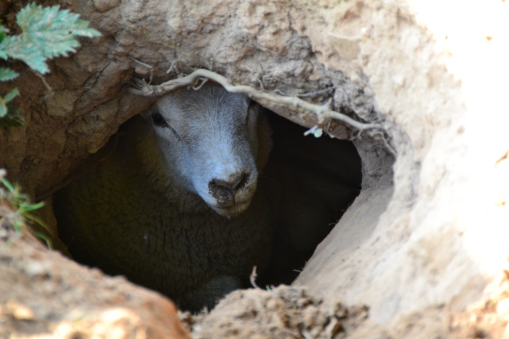 Sheep that thinks it's a badger !