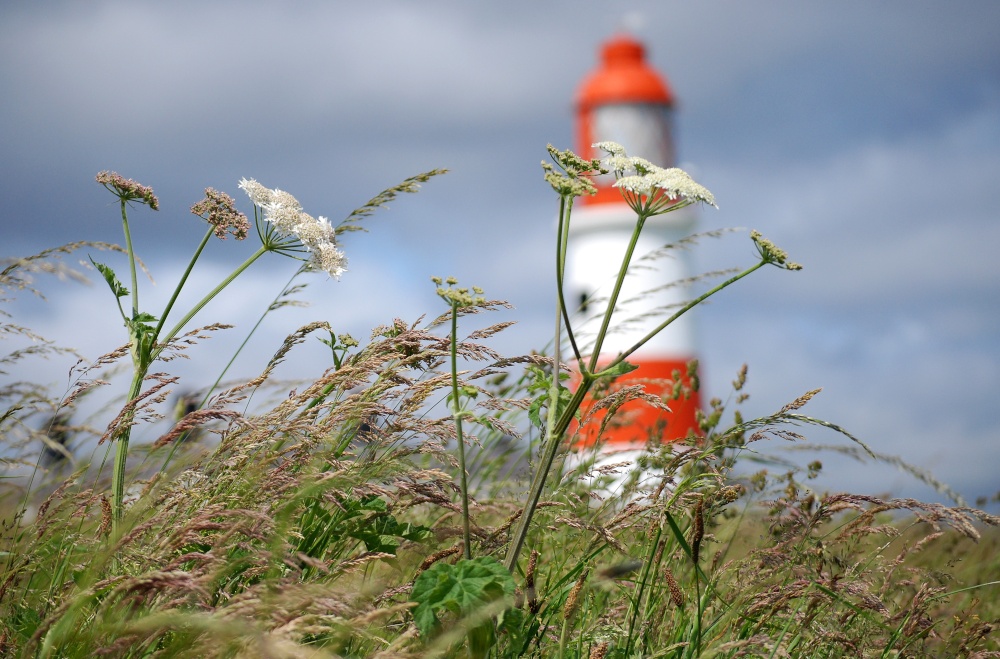 Photograph of Grasses at Souter Lighthouse