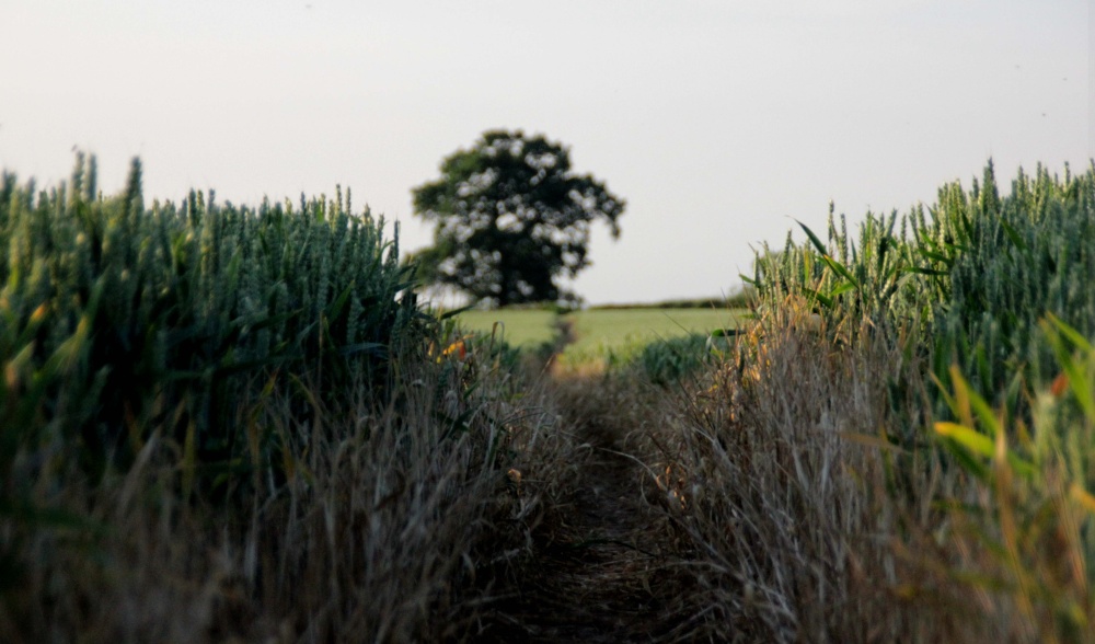 Fields of Atherstone Lanes