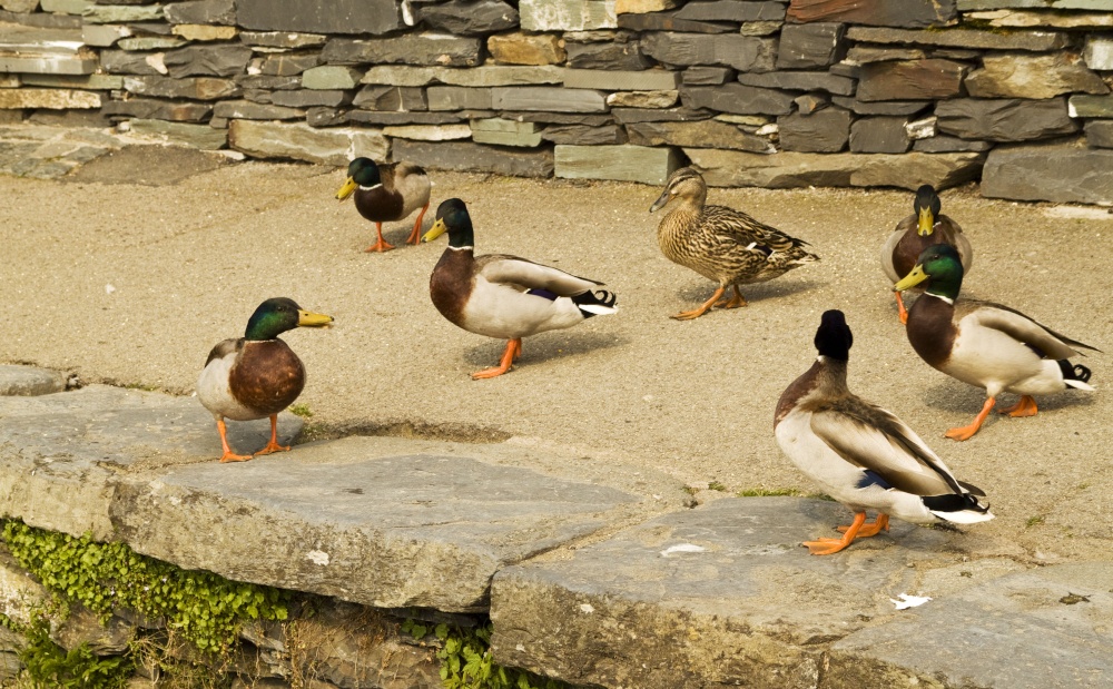 Ambleside Ducks 1