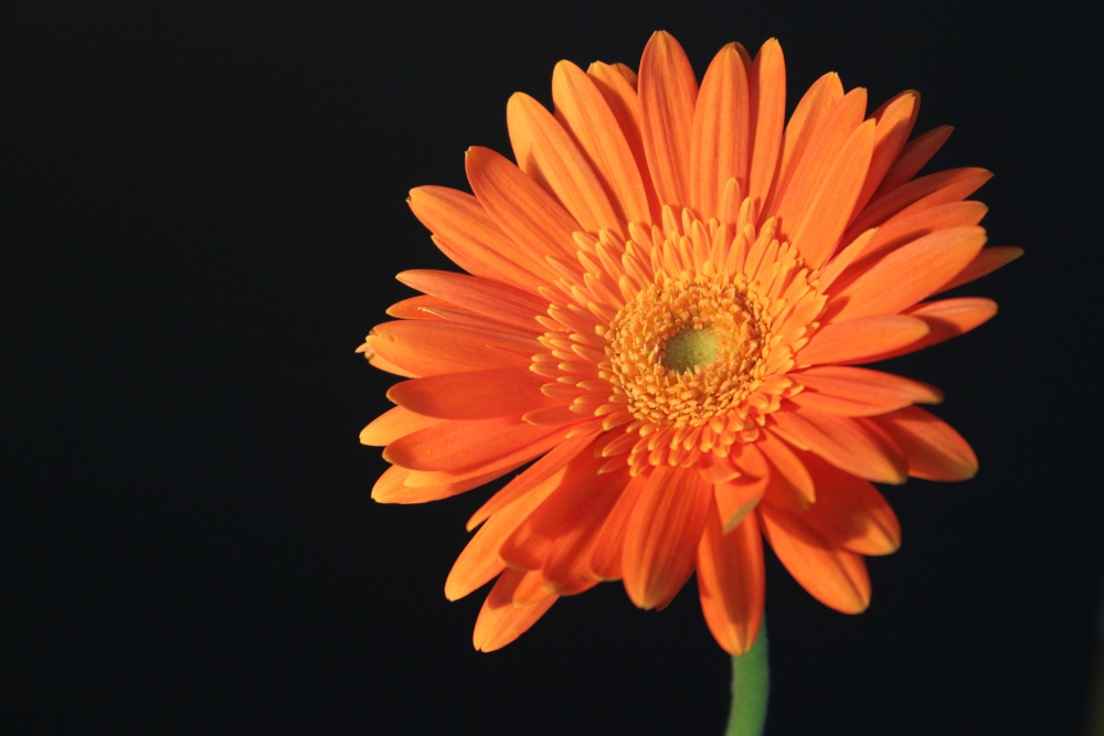 Flower and black background