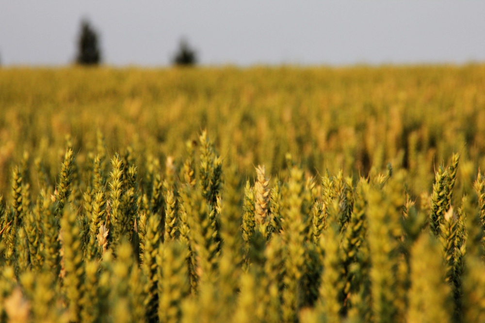 Photograph of Warton