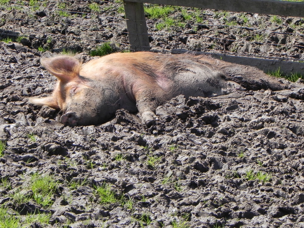 Photograph of Happy as a Pig In.........!!