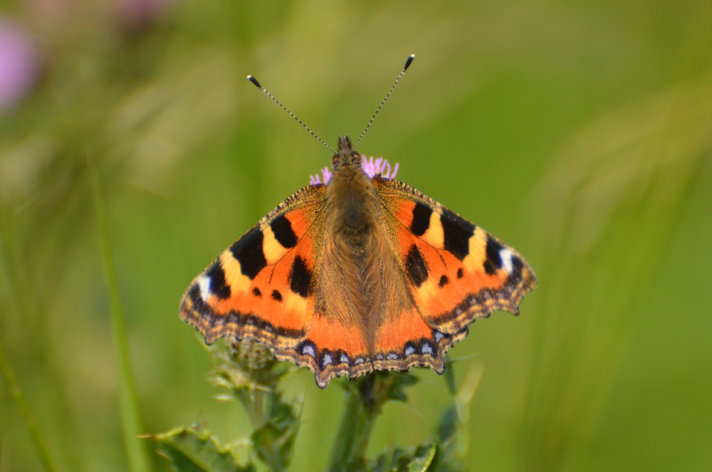 Small tortoiseshell butterfly