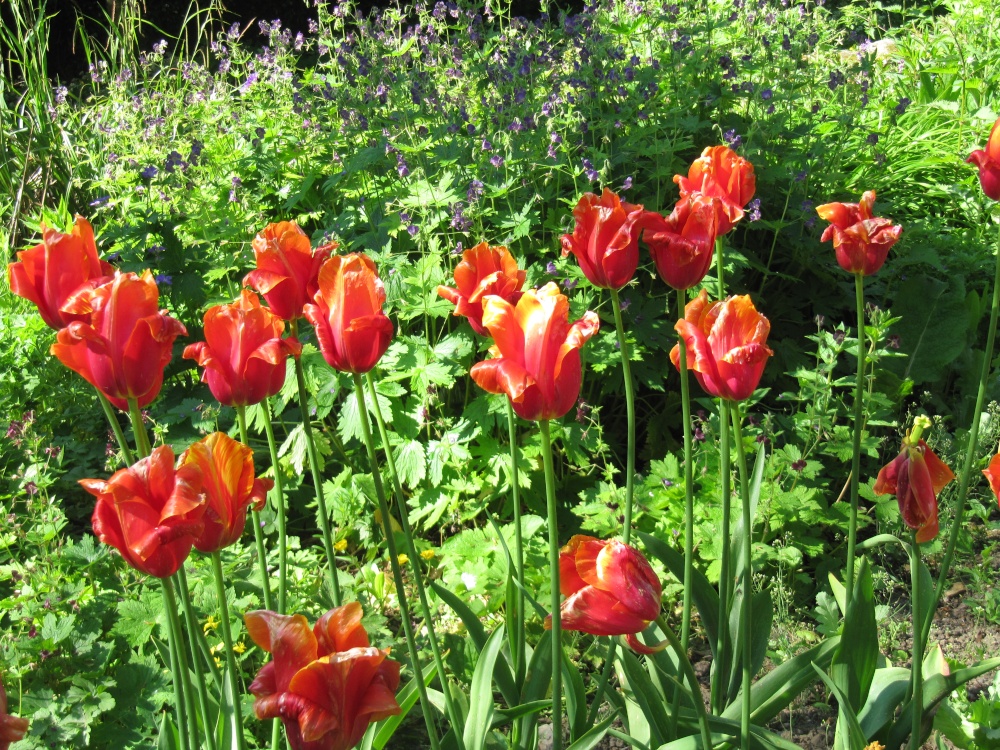 Red Tulips, Constable Burton Hall Gardens, North Yorkshire photo by Ken Marshall