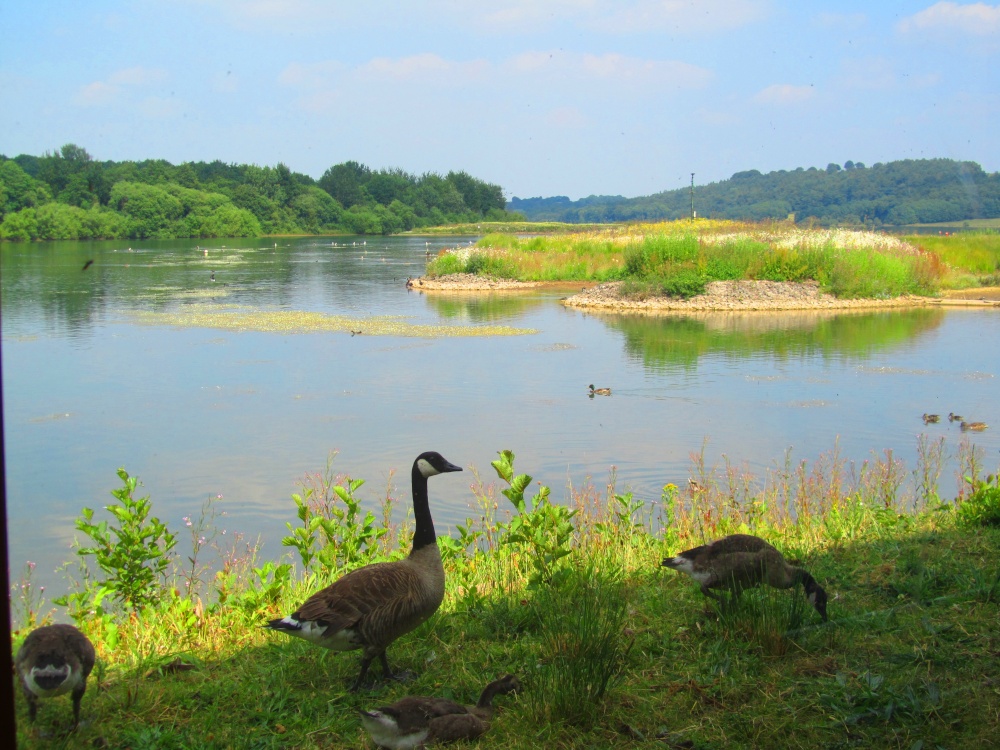 From the bird hide photo by Nicoline