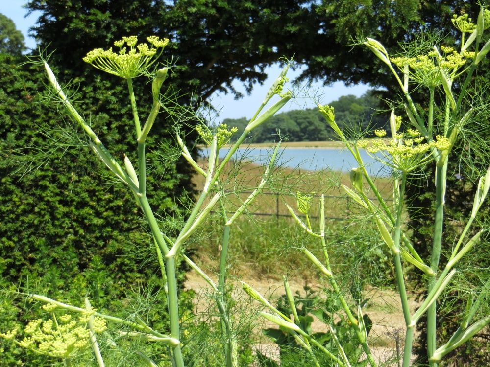 In Raveningham Hall Gardens