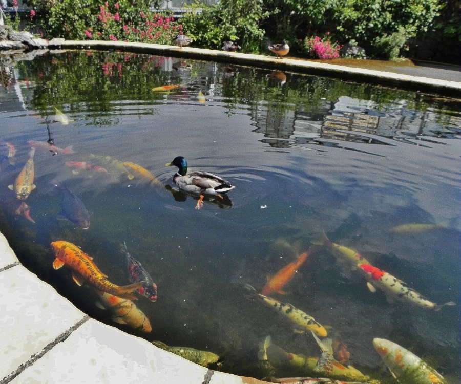 Duck On Fish Pond
