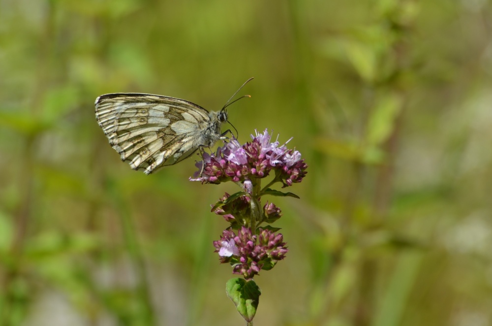 Female Marbled White butterfly