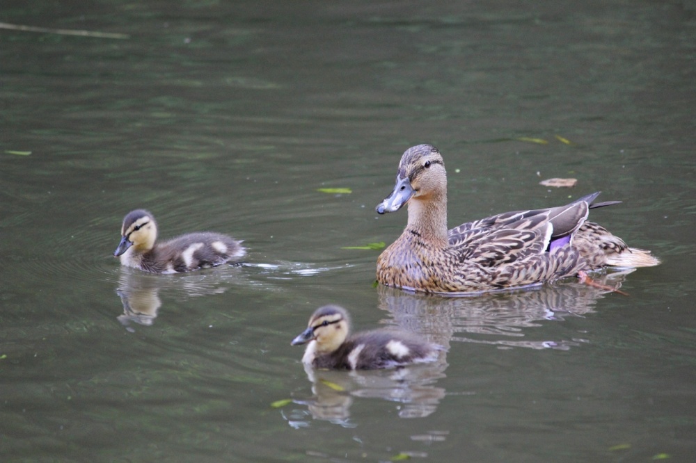 Remember the river rules little ones