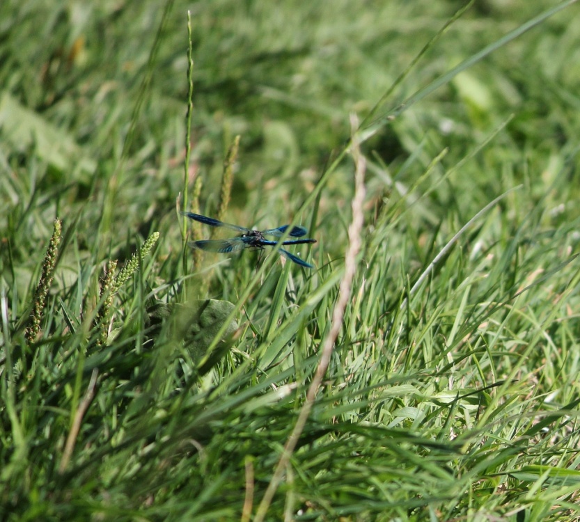 A mid flight capture at last