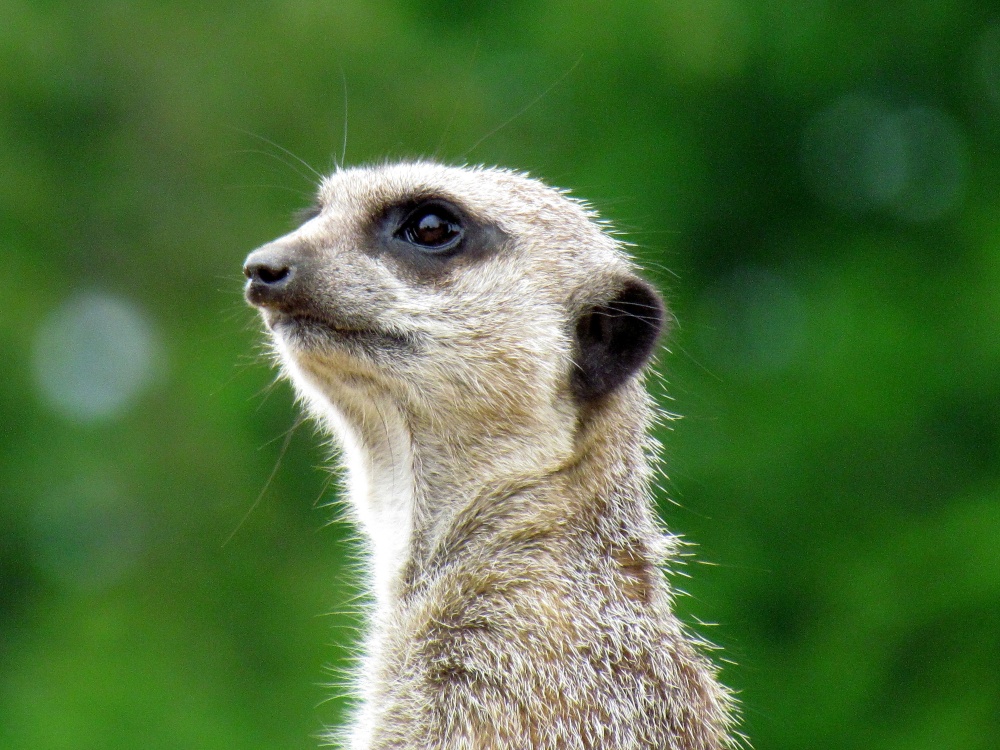 A Meerkat look out, at Longleat Safari Park