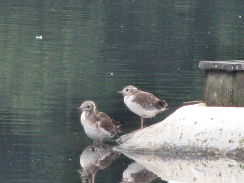 Whisby Nature Reserve