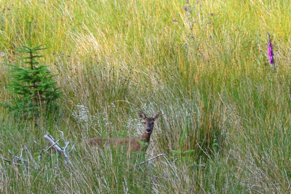Roe Deer