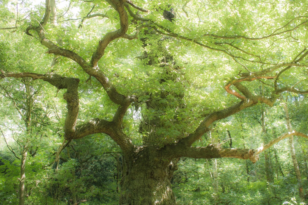 One of the many Oak trees in Sherwood