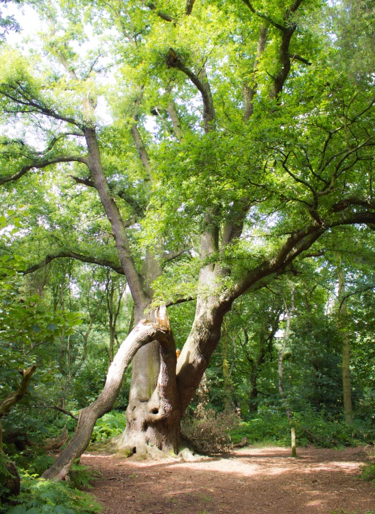 Sun an oak through the trees at Sherwood