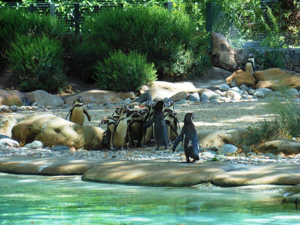 Penguins at London Zoo photo by Jenny Fairbrother