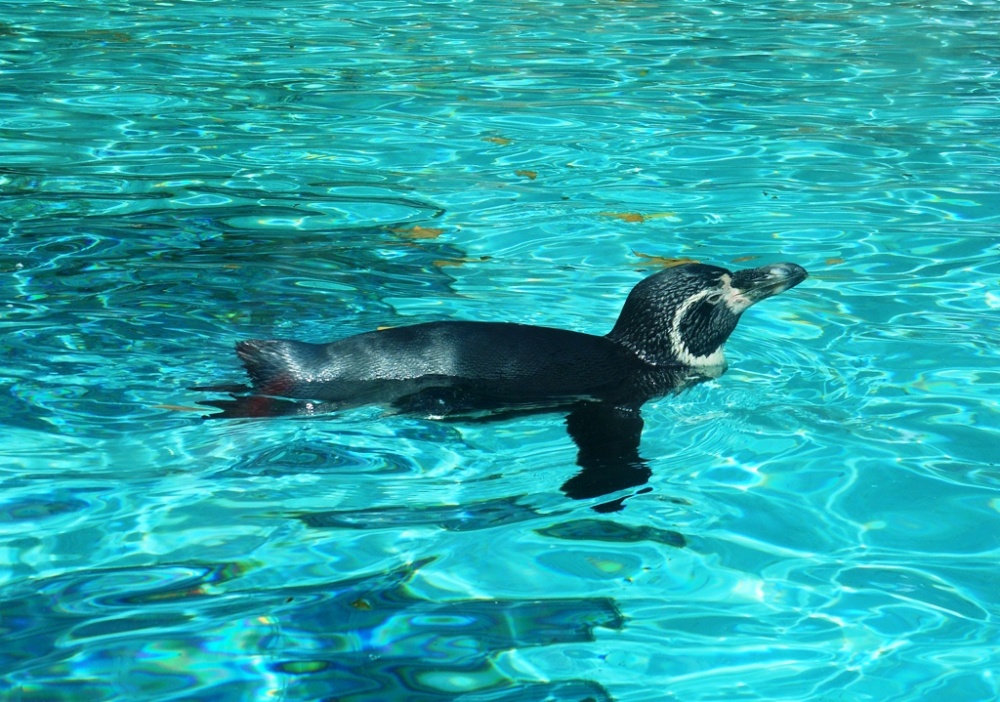 Penguin, London Zoo