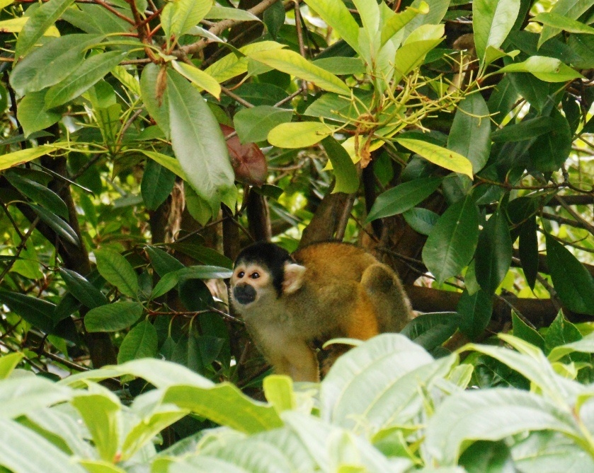 Black-Capped Squirrel Monkey, London Zoo