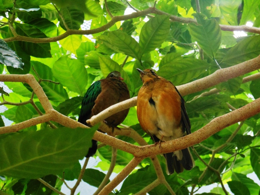 Birds in the Tropical Bird House, London Zoo