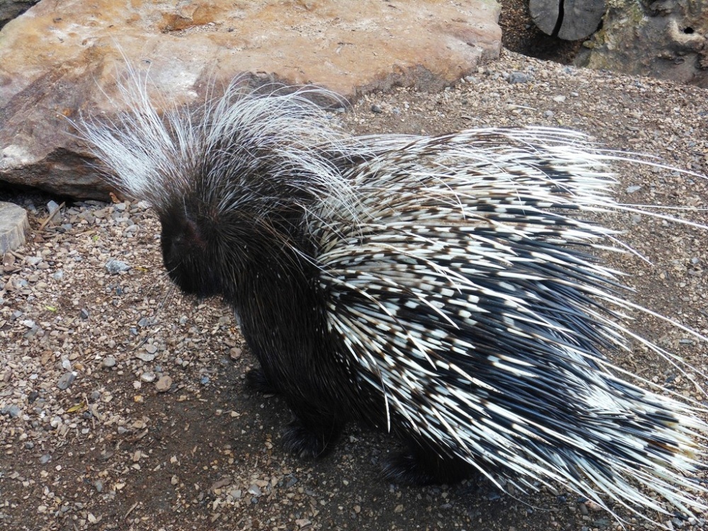 Spiny Anteater, London Zoo
