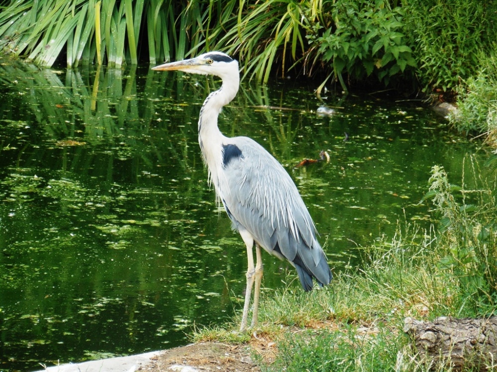 Heron, London Zoo