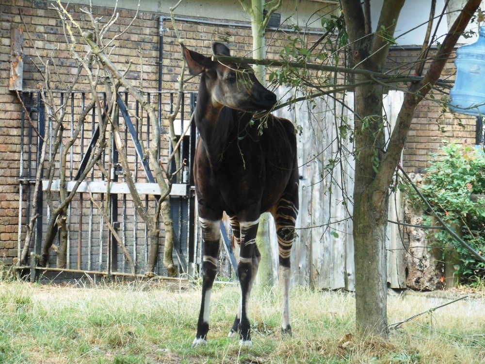 Okapi, London Zoo