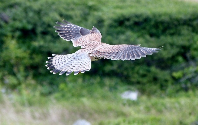 Photograph of Portland