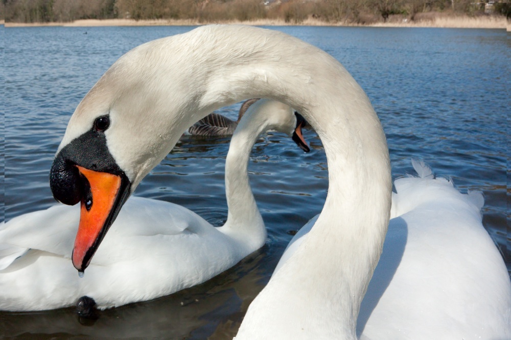 Photograph of Hornsea Mere Swans