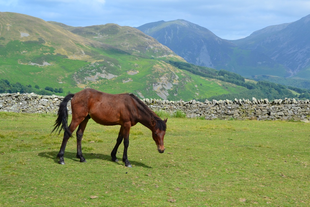 Burnbank Fell
