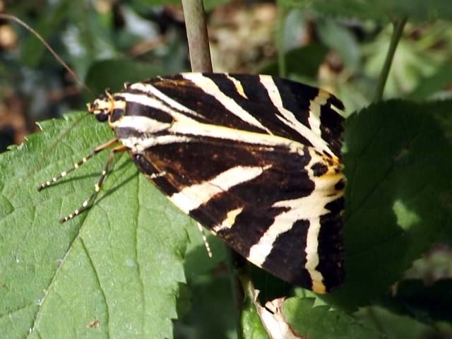 A Jersey Tiger Moth at Crystal Palace Park, London
