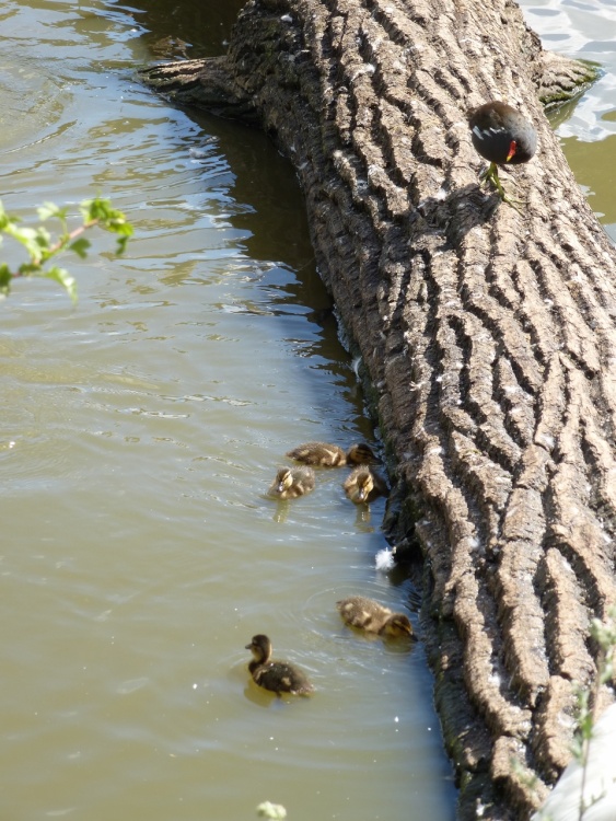 Oh dear, your not my lot. Children, children!