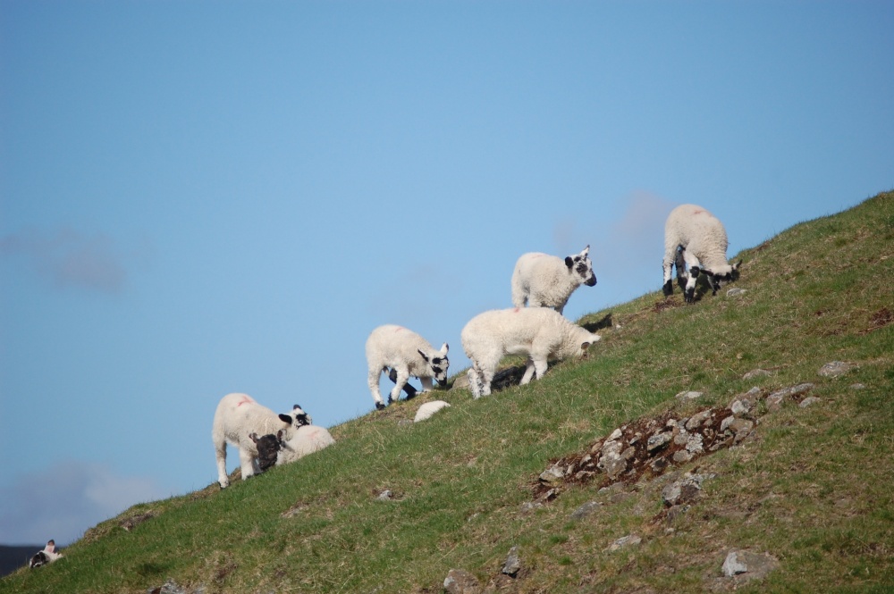 Lambing season in Weardale photo by Doug Bainbridge
