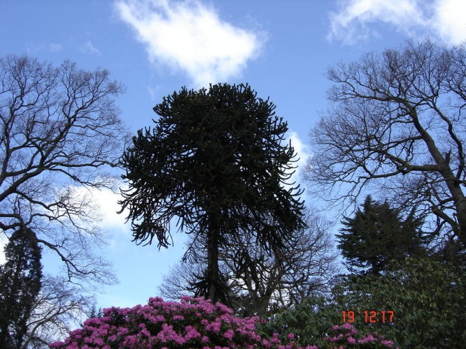 Our local park. Cawthorne, Barnsley