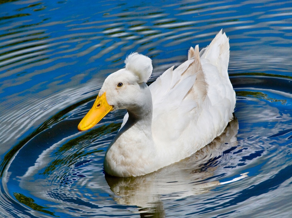 Photograph of WWT Martin Mere, Southport