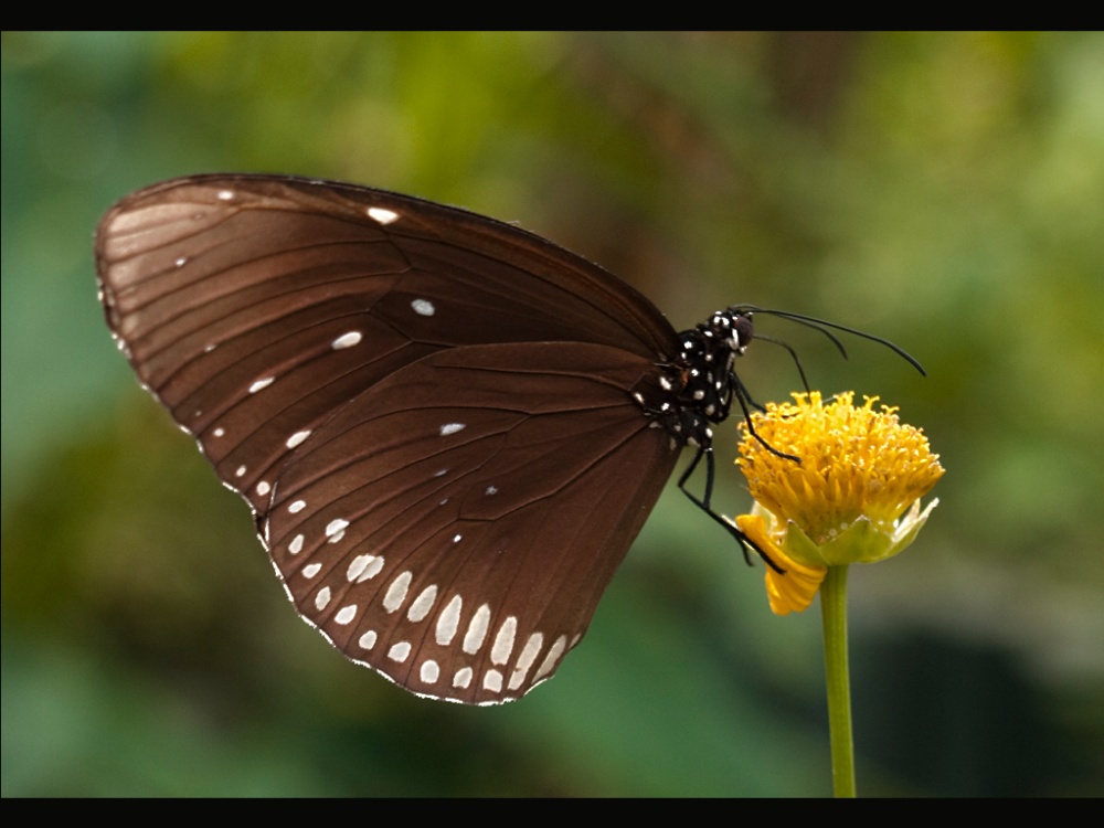 Photograph of Brown Butterfly, Stratford upon Avon Butterfly Farm