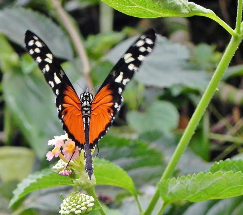 Photograph of Butterfly 5