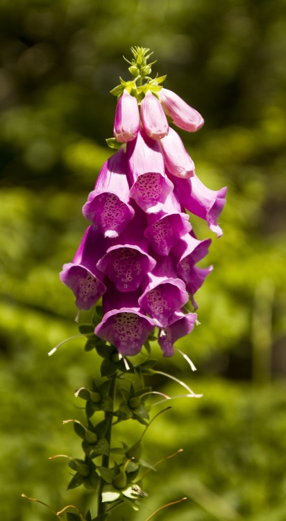 Foxglove, Derwentwater