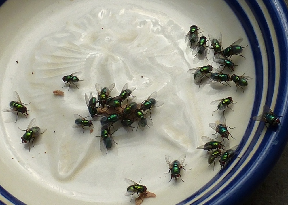 There's a lot of 'em about!