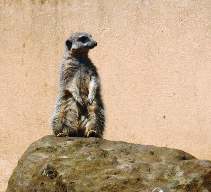 Meerkat, London Zoo photo by Jenny Fairbrother