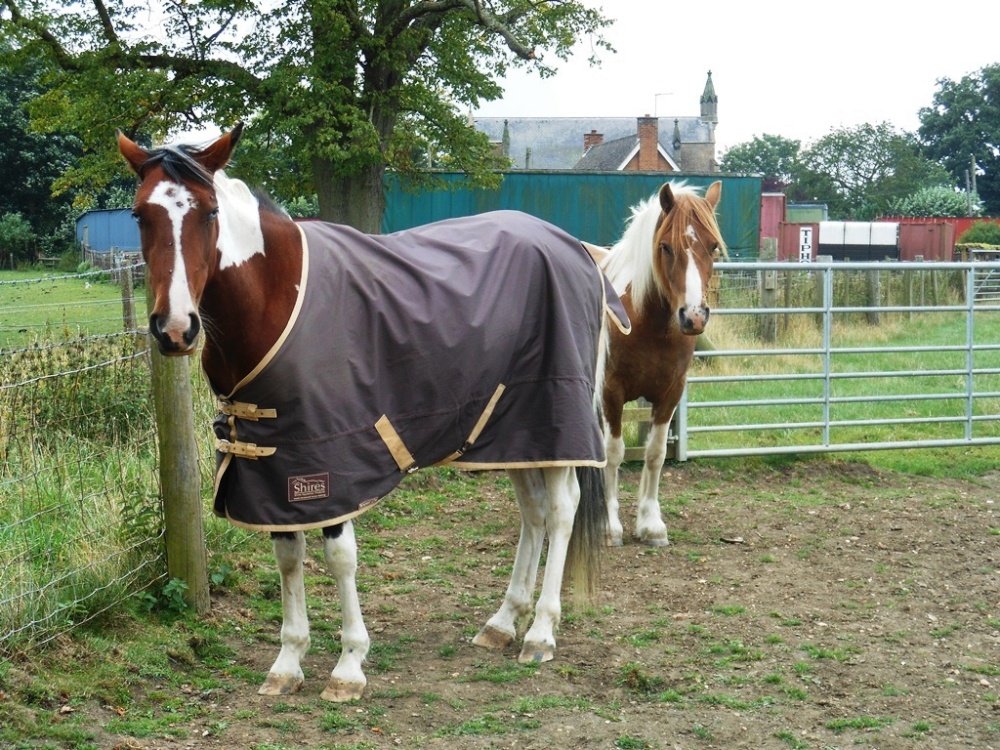 Horses, Long Lawford